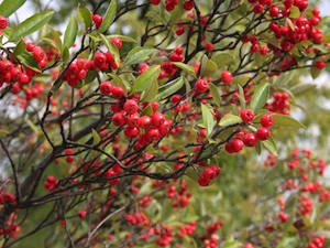 Aronia arbutifolia