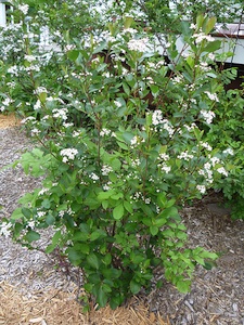Aronia melanocarpa