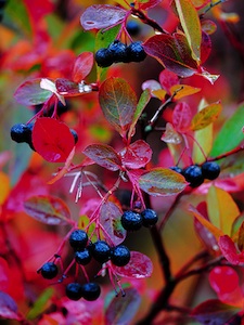 Aronia
