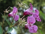 Balsamine de l'Himalaya : une belle envahisseuse