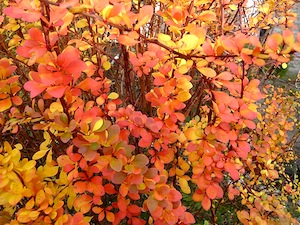 Haie libre en automne