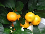 Oranger calamondin
