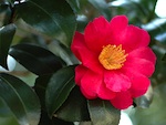 Les cam�lias d'automne