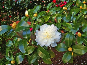 Camellia sasanqua