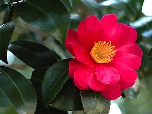 Camellia sasanqua - fleur
