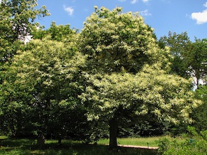 Castanea sativa 'albomarginata'