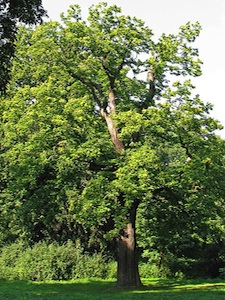 Castanea sativa