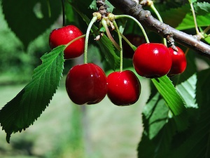 Branche de cerisier