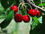La pollinisation du cerisier