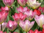 Choisir ses tulipes