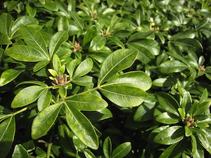 Choisya ternata - feuillage