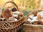 Champignons : cueillette sans risque