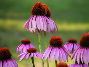 Echinacea purpurea