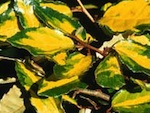 Eleagnus : un arbuste � red�couvrir