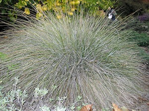 F&eacute;tuque