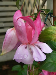 Fuchsia magellanica
