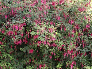 Fuchsia magellanica - haie libre