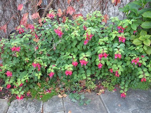 Bordure de Fuchsia magellanica