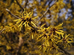Hamamelis