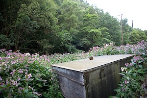 Impatiens glandulifera