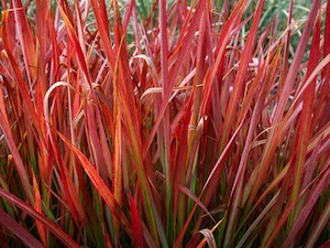 Imperata cylindrica 'Rubra'