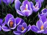 Journ�e de plantation nationale de bulbes � fleurs