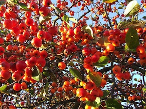Pommier 'Evereste'