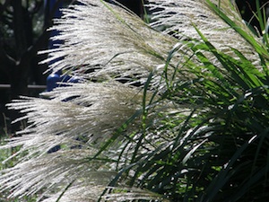 Miscanthus sinensis