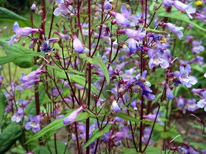Penstemon