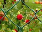 Plantation des petits fruits rouges