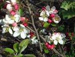 Les pommiers � fleurs