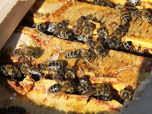 Propolis