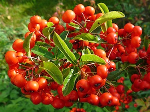 Pyracantha - baies