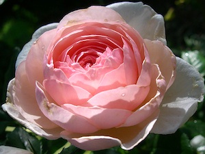 Rose anglaise