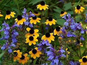 Rudbeckia triloba et lobélies