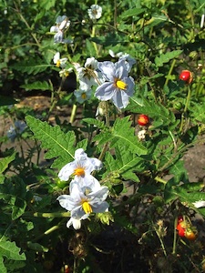 Solanum sisymbriifolium