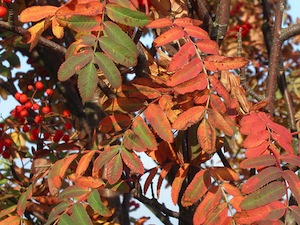 Sorbier des oiseleurs