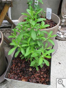 Stevia en pot