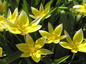 Tulipa tarda