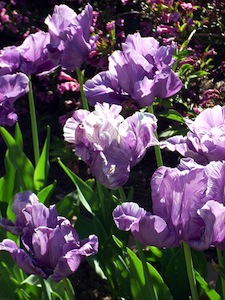 Tulipes perroquets