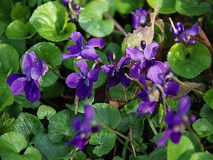 Violettes