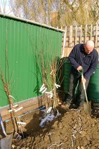 Arbres mis en jauge