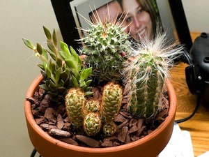 Cactus