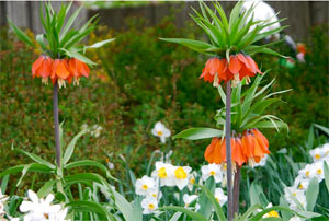 Fritillaria imperialis rouge