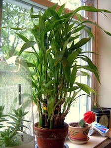 Plantes devant une fen&ecirc;tre