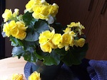 Plantes d'int�rieur : les bases