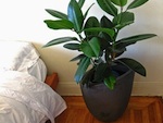 Une plante pour chaque pi�ce