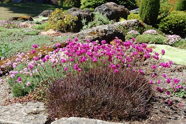 Armeria maritima 'Rubrifolia'