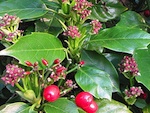 Aucuba