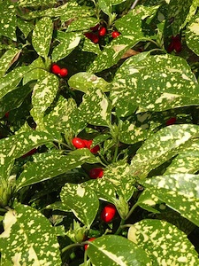 Aucuba japonica 'Crotonifolia'